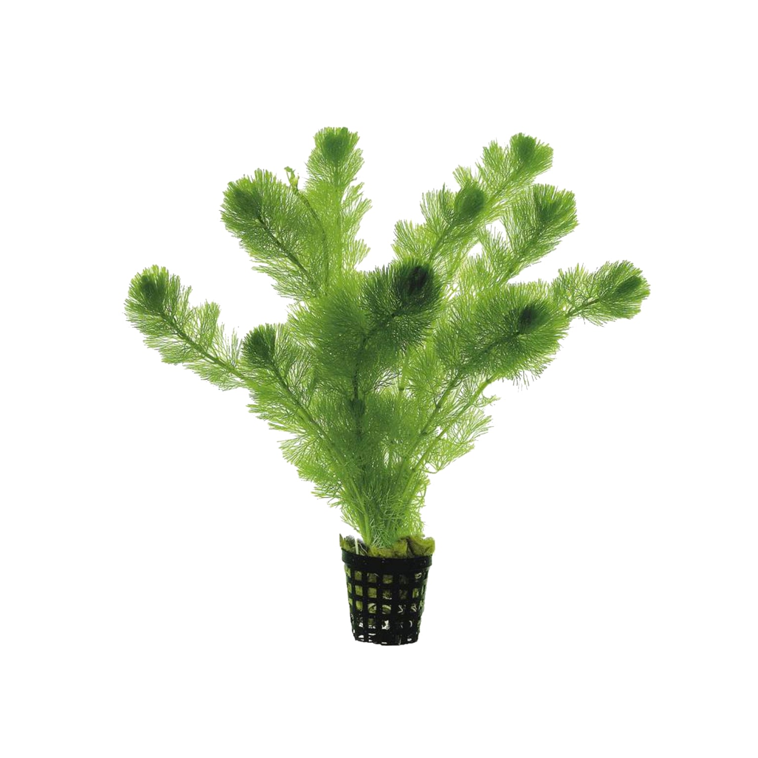 Grande plante en plastique