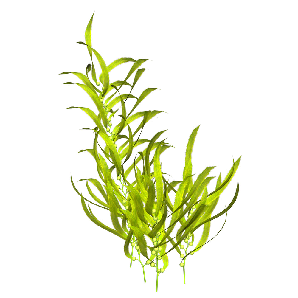 A plastic green plant for aquariums