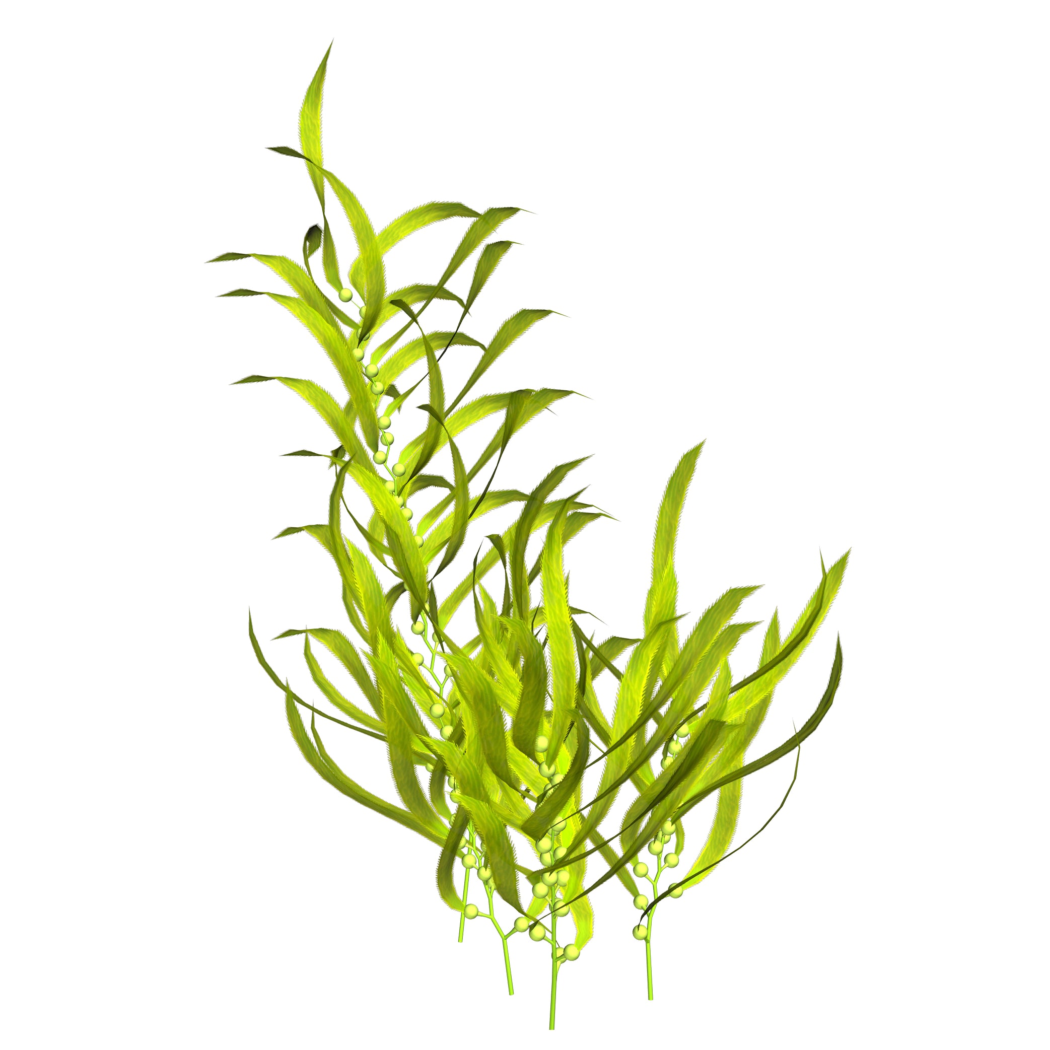 A plastic green plant for aquariums